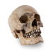 Skull Shoppe – Erwachsener Ostinder (Nasenscheidewandverkrümmung)