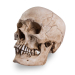 Skull Shoppe – Erwachsener Ostinder (Nasenscheidewandverkrümmung)