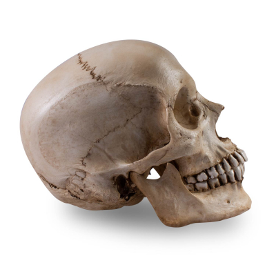 Skull Shoppe – Erwachsener Ostinder (makelloses Gebiss)